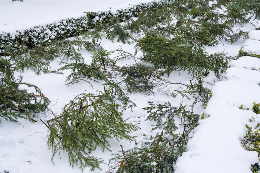 Reisig schützt Pflanzen im Winter - Winterschutz