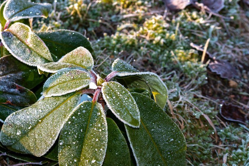 Rhododendren im Winter