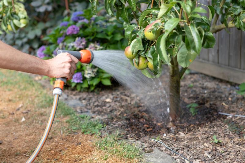 Ein Gärtner bewässert einen Birnenbaum