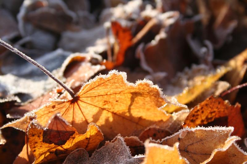 Im herbstlichen Sonnenschein liegt Laub, das mit etwas Frost bedeckt ist