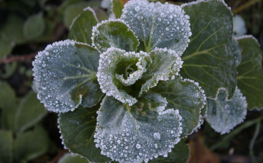 Pflanzen gießen bei Nachtfrost