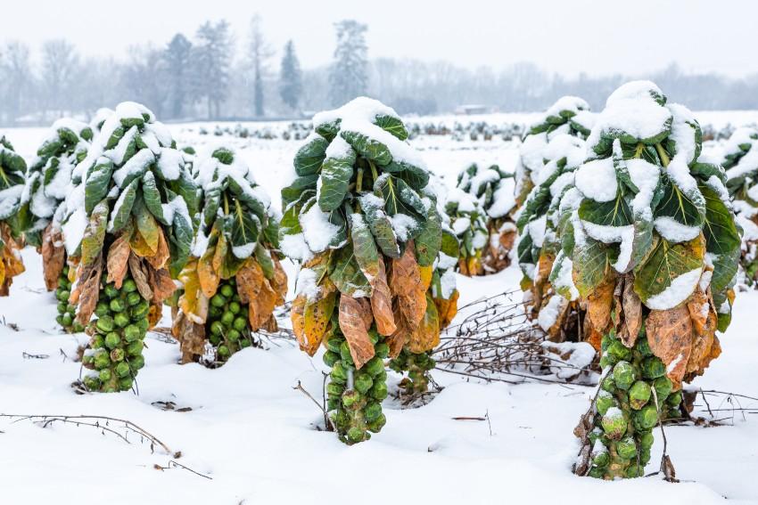 Rosenkohl im Winter