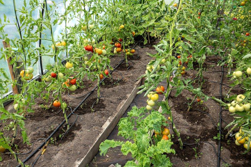 Tomatensträucher wachsen in einem Gewächshaus, in dem eine Tröpfchenbewässerung installiert ist