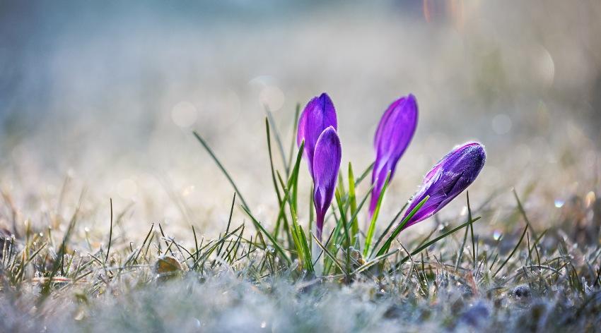 Fruehlings-Krokus - Bewässerungsanlage wann in Betrieb nehmen?