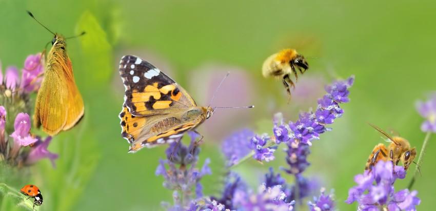 Schmetterlinge und Bienen