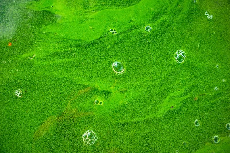 In stehendem Wasser haben sich Algen gebildet, sie färben das Wasser grün.
