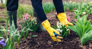 Gartenarbeit im April