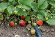 Erdbeeren bewässern mit Tropfschläuchen