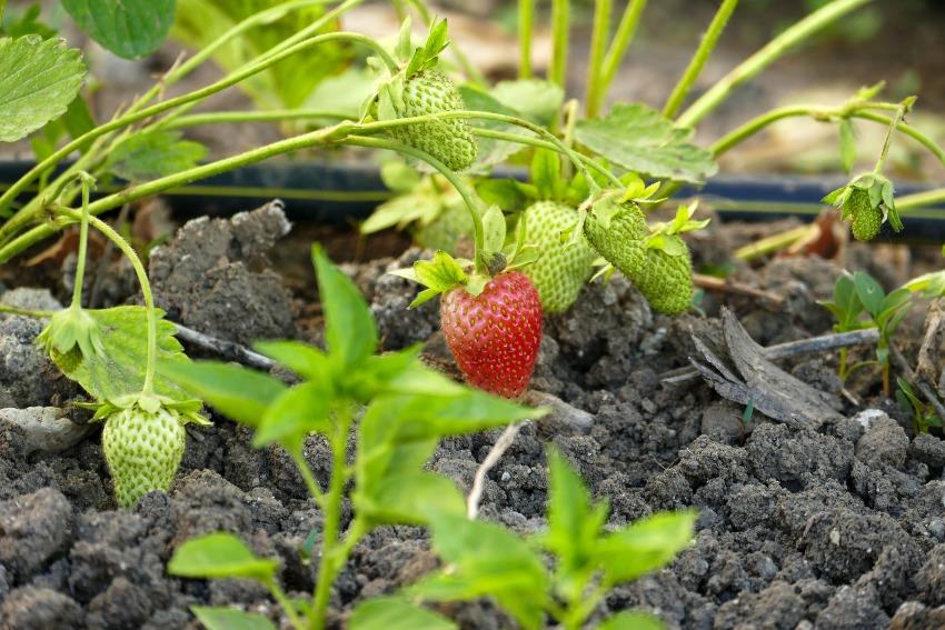 Erdbeeren bewässern mit Tropfschläuchen