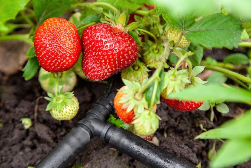 Erdbeeren bewässern mit Tropfschläuchen