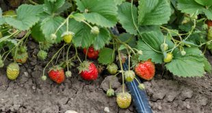Erdbeeren bewässern mit Tropfschläuchen
