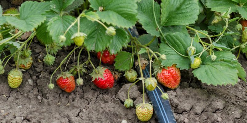 Erdbeeren bewässern mit Tropfschläuchen