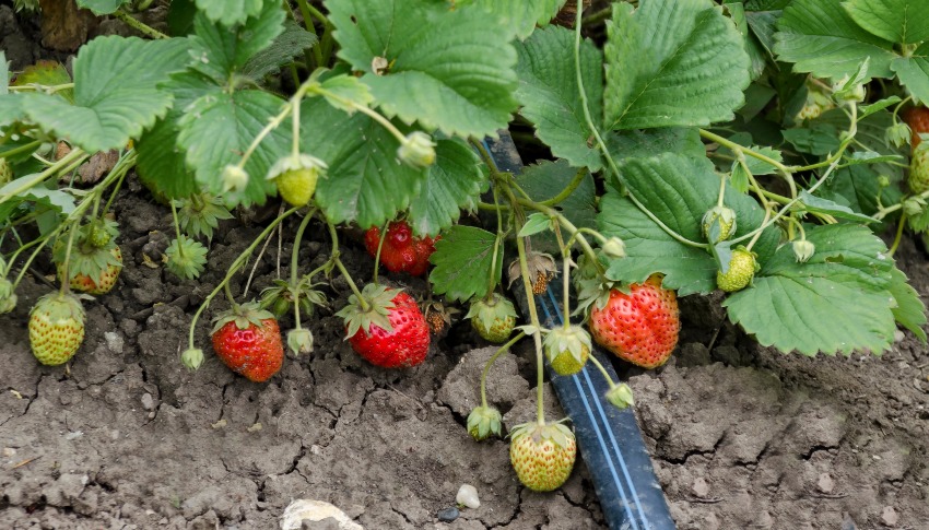 Erdbeeren bewässern mit Tropfschläuchen