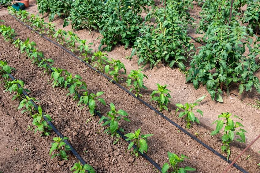 Garten-Bewaesserung-mit-Tropfschlaeuchen