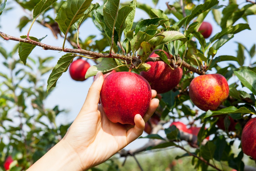 Apfel wird gepflueckt