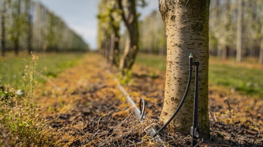 Tropfsystem fuer kleine Baeume