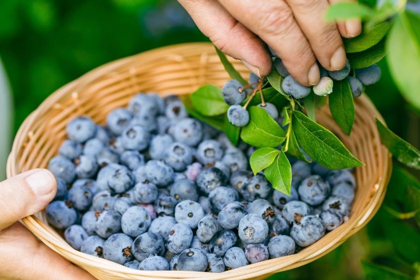 Blaubeeren-pfluecken