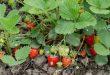 Bewaesserung-von-Erdbeeren