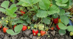 Bewaesserung-von-Erdbeeren