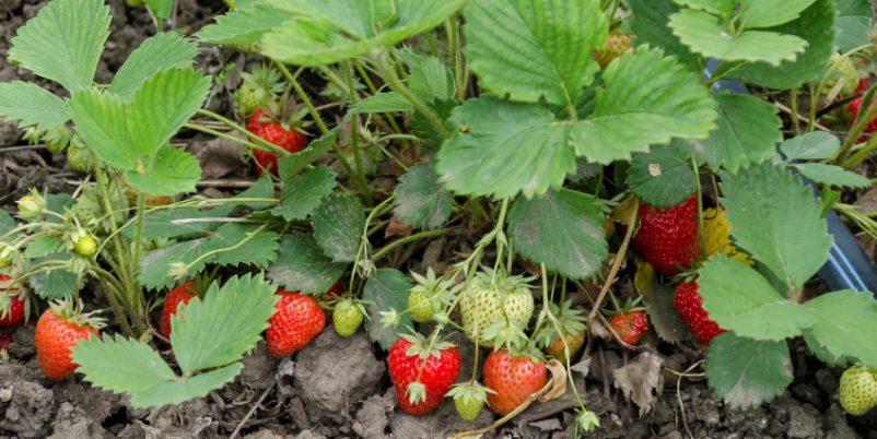 Bewaesserung-von-Erdbeeren