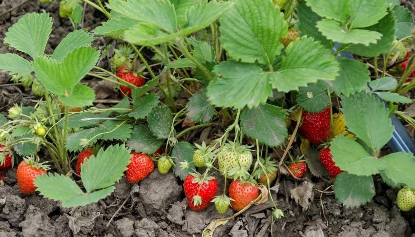 Bewaesserung-von-Erdbeeren