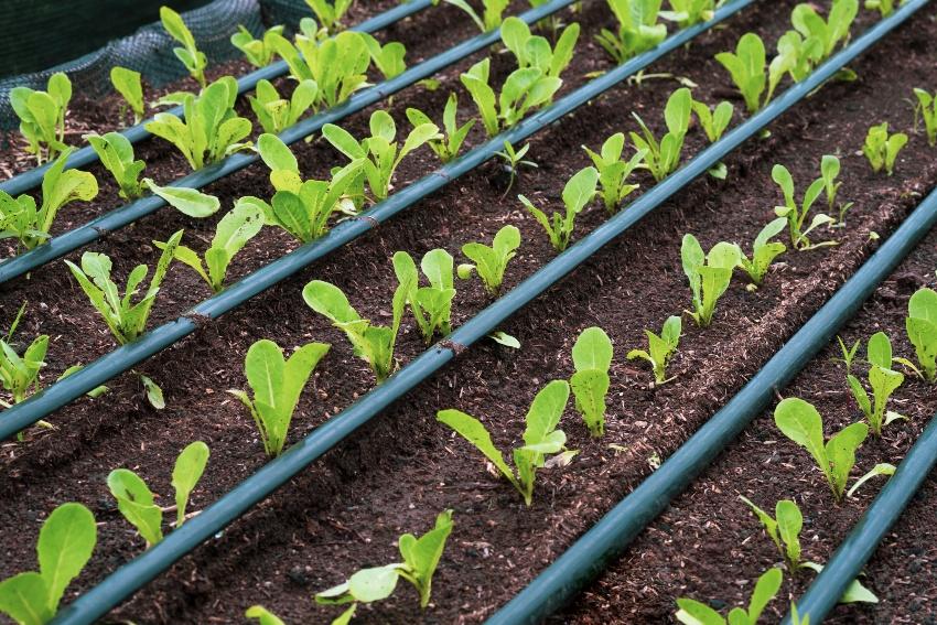 Junge Salatpflanzen, Tropfbewaesserung - Salat gießen