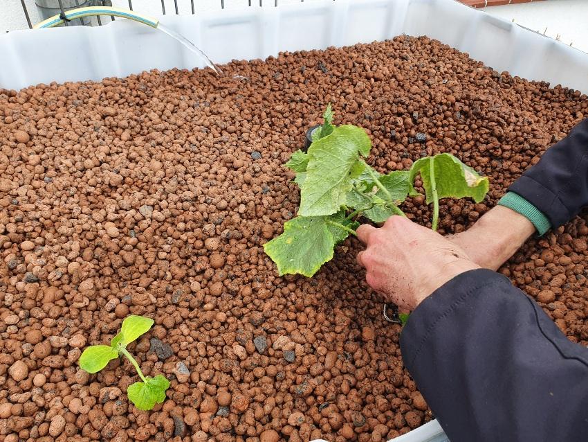 Pflanzen werden in Blaehton angepflanzt - Blähton für Hochbeet und Aquaponik