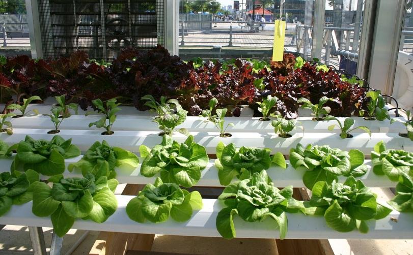 Salatpflanzen in Hyrokultur - Aquaponik im Gewächshaus