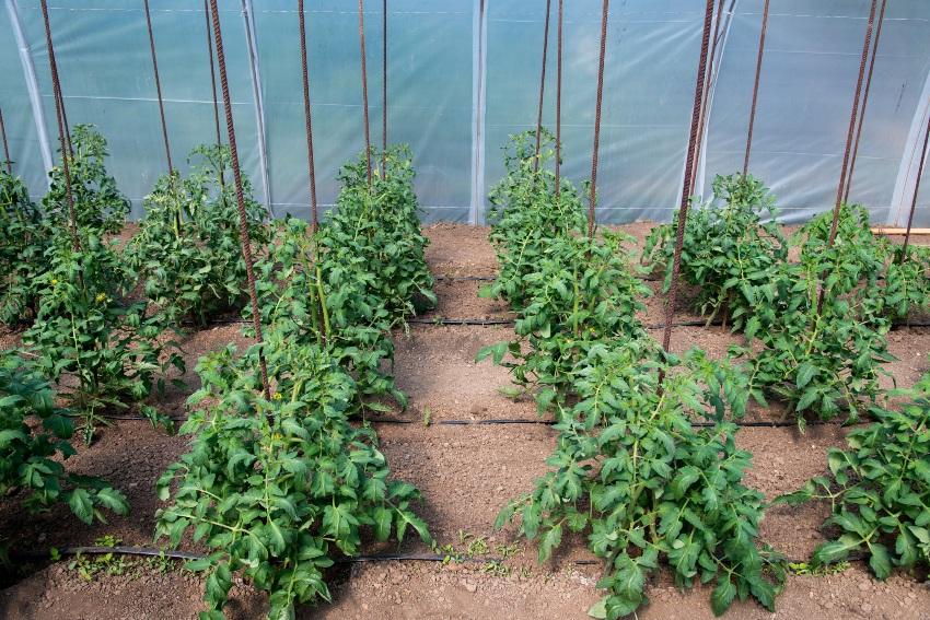 Tomaten-bewaesserung-gewaechshaus