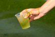 Verdrecktes-Wasser-mit-Algen - Ist gekipptes Wasser noch zu retten?