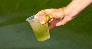 Verdrecktes-Wasser-mit-Algen - Ist gekipptes Wasser noch zu retten?