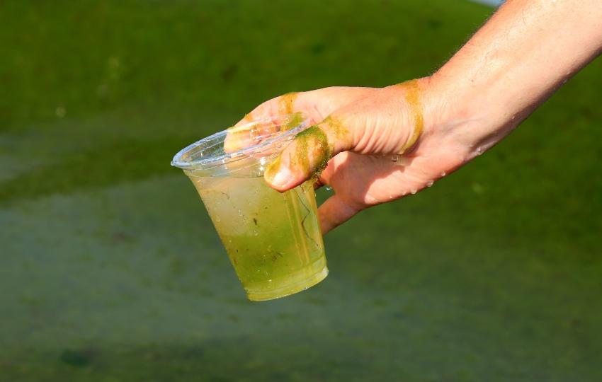 Verdrecktes-Wasser-mit-Algen - Ist gekipptes Wasser noch zu retten?