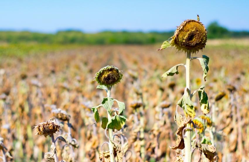 Die Bewässerung muss passen - weder mit zu viel noch zu wenig Wasser können Pflanzen gut umgehen Vertrocknete-Sonnenblumen