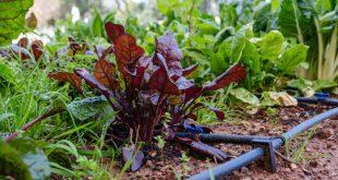 automatisches-Giesssystem fuer den Garten