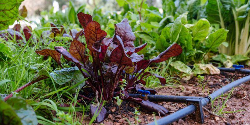 automatisches-Giesssystem fuer den Garten