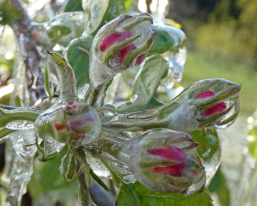 Apfelblüte-nach-Frostschutzberegnung - Mit der Frostberegnung junge Obstbäume vor Frost schützen