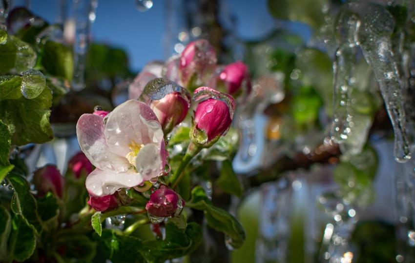 Mit der Frostberegnung junge Obstbäume vor Frost schützen