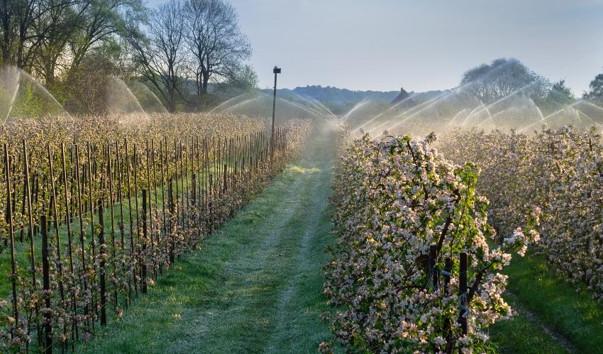 Junge Obstbäume vor Frost schützen