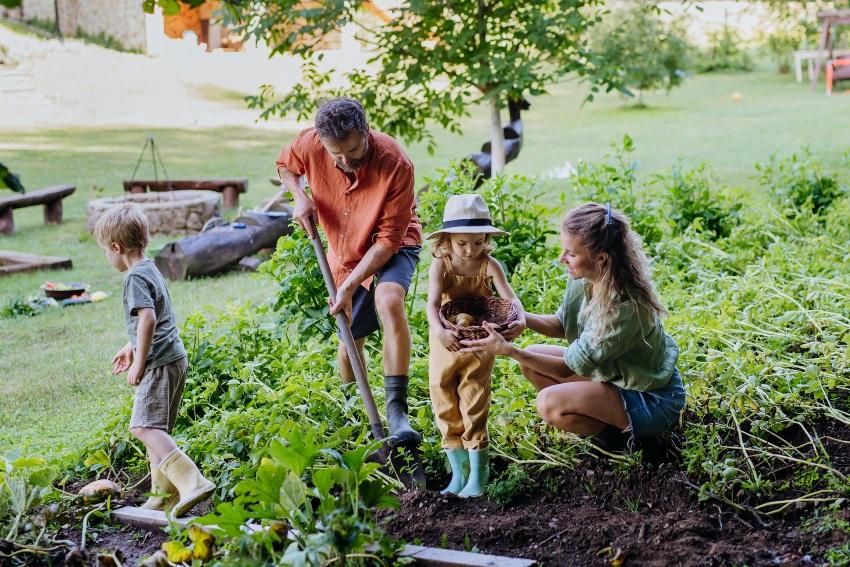 Familie-bei-der-Kartoffelernte - Die optimale Kartoffel-Bewässerung bringt die maximale Ernte