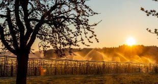 Mit der Frostberegnung junge Obstbäume vor Frost schützen