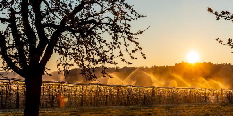 Mit der Frostberegnung junge Obstbäume vor Frost schützen