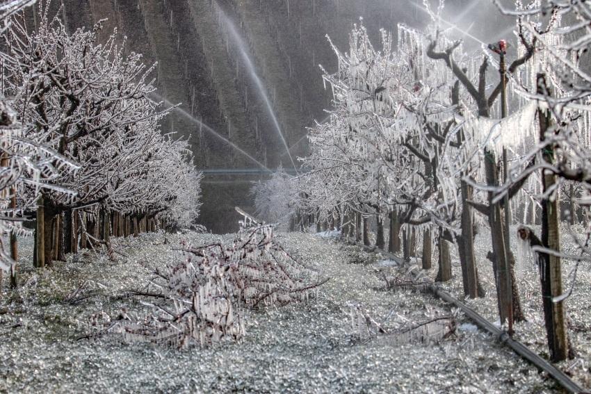 Frostberegnung zum Schutz der Blüten vor Erfrierung - Mit der Frostberegnung junge Obstbäume vor Frost schützen