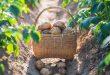 Karteoffelplfanzen-und-Ernte - Die optimale Kartoffel-Bewässerung
