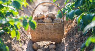 Karteoffelplfanzen-und-Ernte - Die optimale Kartoffel-Bewässerung