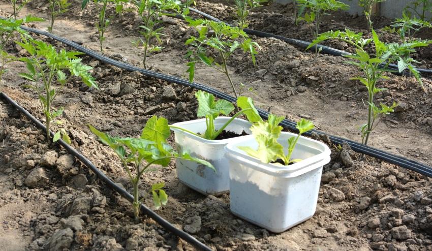 Junge Kartoffelpflanzen werden von Tropfrohren bewaessert - Ein Tropfrohr verlegen