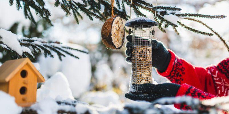 Garten-Januar-Vogelhaeuschen-auffuellen