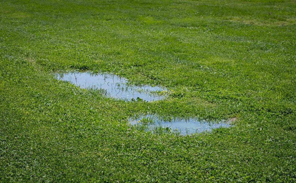 Man sollte sich nicht nach dem Motto „Viel hilft viel“ richten, denn auch der Rasen kann durch zu häufiges oder zu intensives Wässern Schaden nehmen Rasen-Pfütze