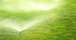 Wie-viel-Wasser-braucht-der-Rasen