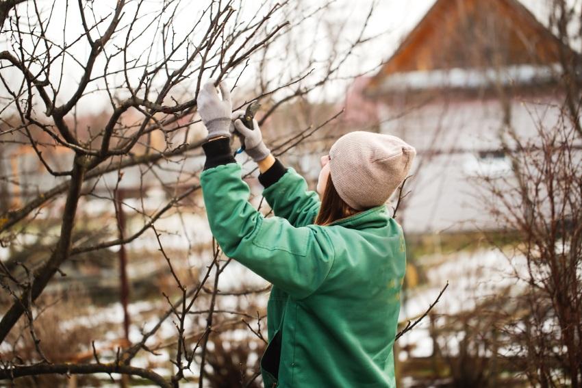 Frau beim Baum schneiden - Gartenarbeit im Februar