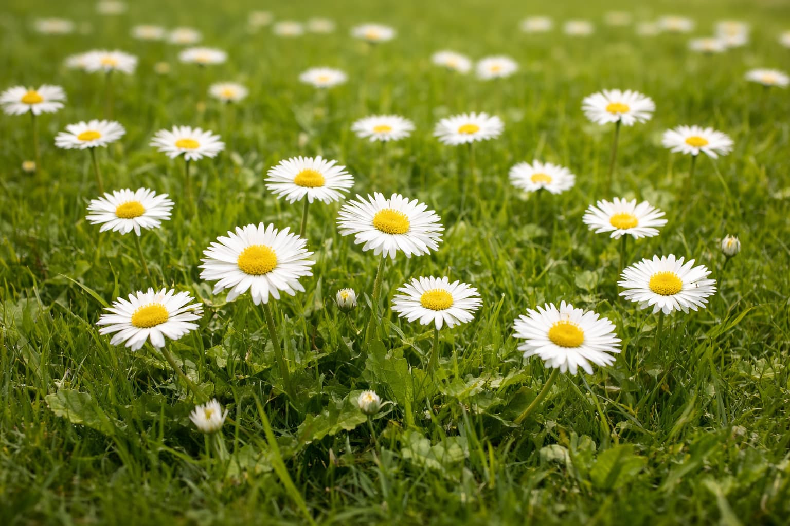 Gänseblümchen im Rasen Gänseblümchen im Rasen